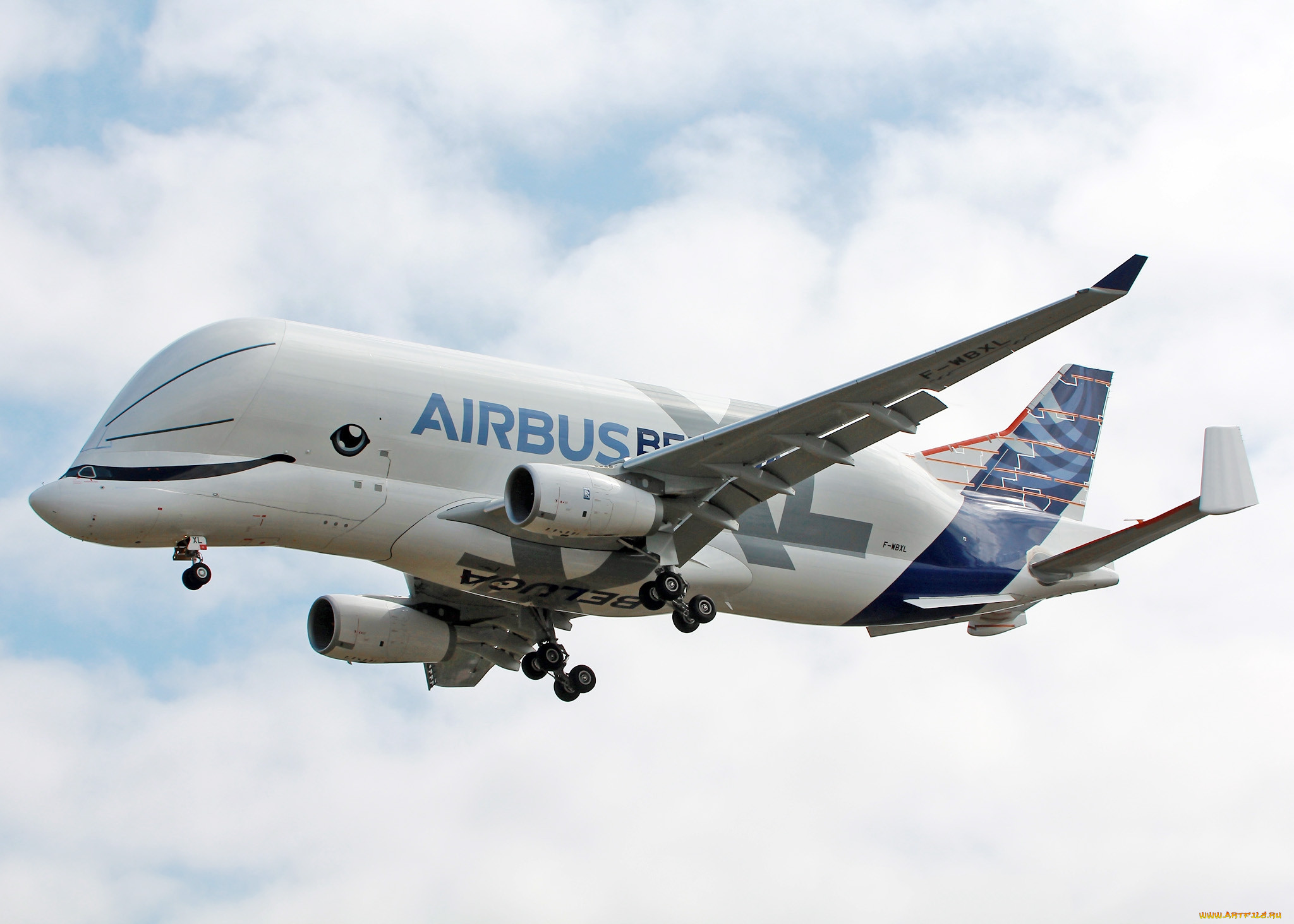 bellugaxl, ,  , 